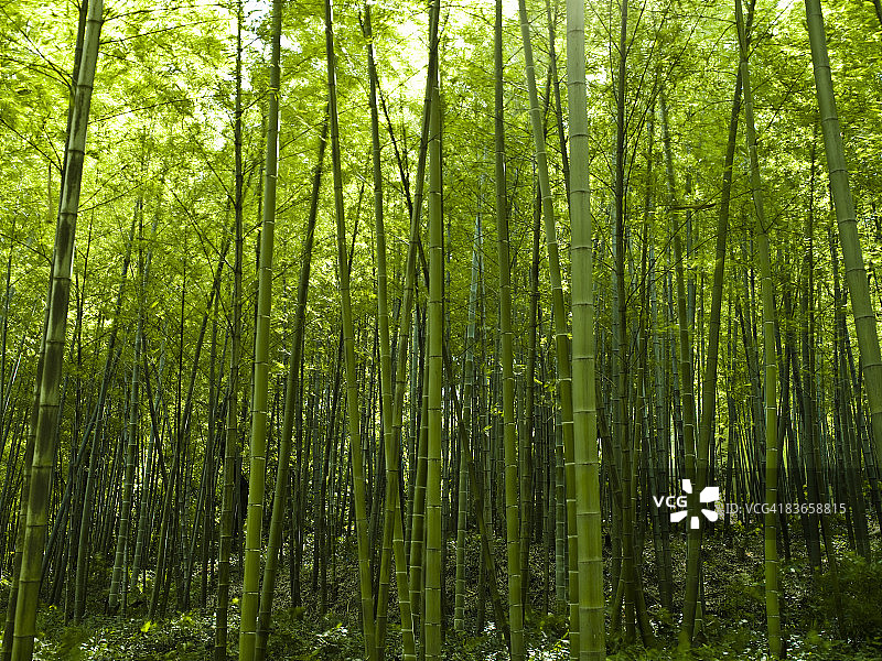 竹子图片素材