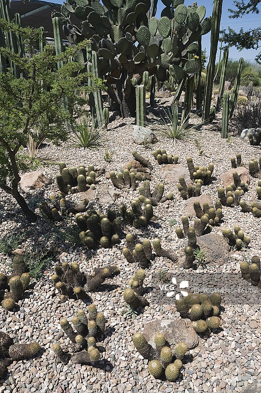 墨西哥瓜纳华托州圣米格尔德阿连德植物园图片素材