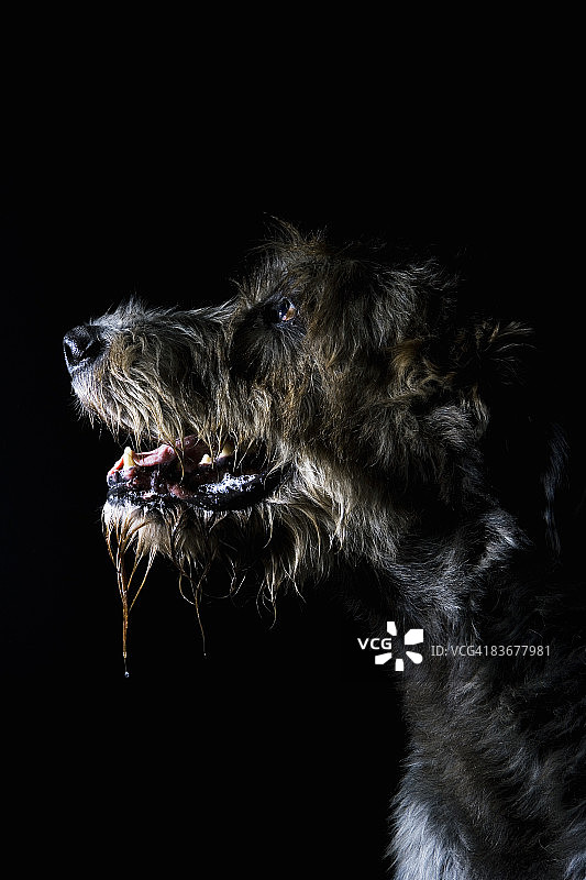 爱尔兰猎狼犬肖像图片素材