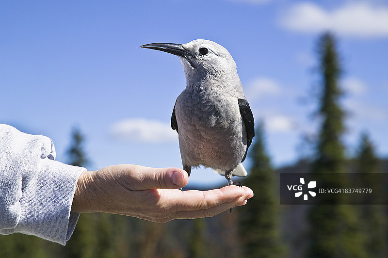 星鸦站在手上图片素材