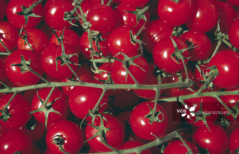 小番茄特写图片素材