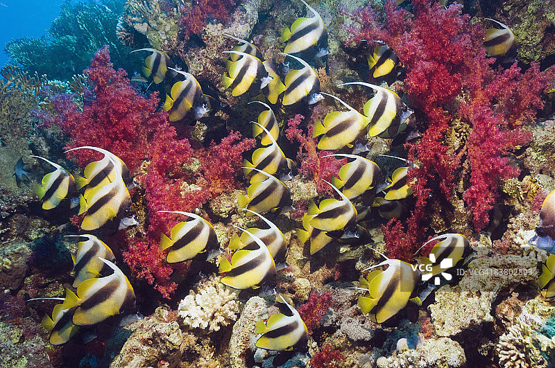 红海旗鱼图片素材