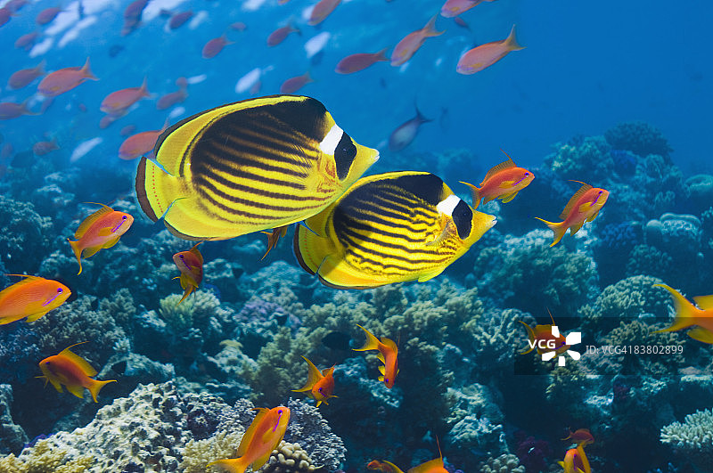 红海浣熊蝶鱼图片素材