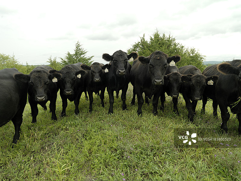 黑色安格斯牛群图片素材