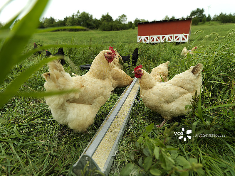 农场饲料槽旁的散养鸡图片素材