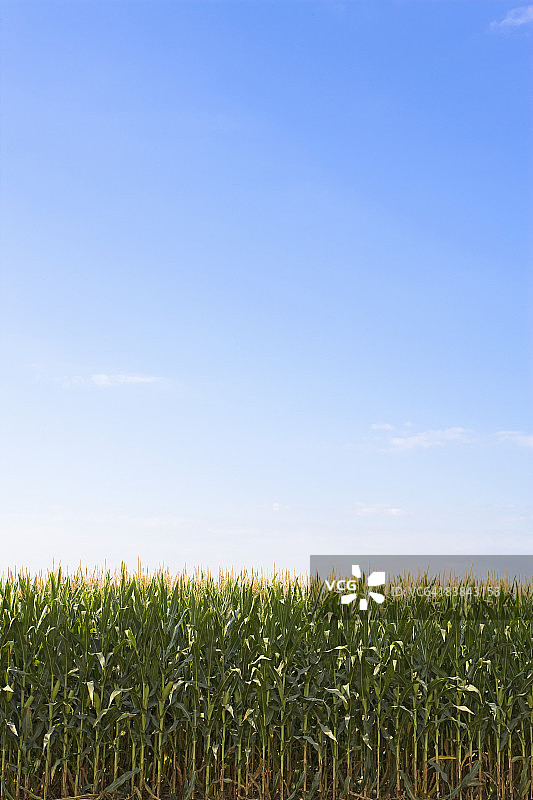 美国爱荷华州西南部的玉米地图片素材