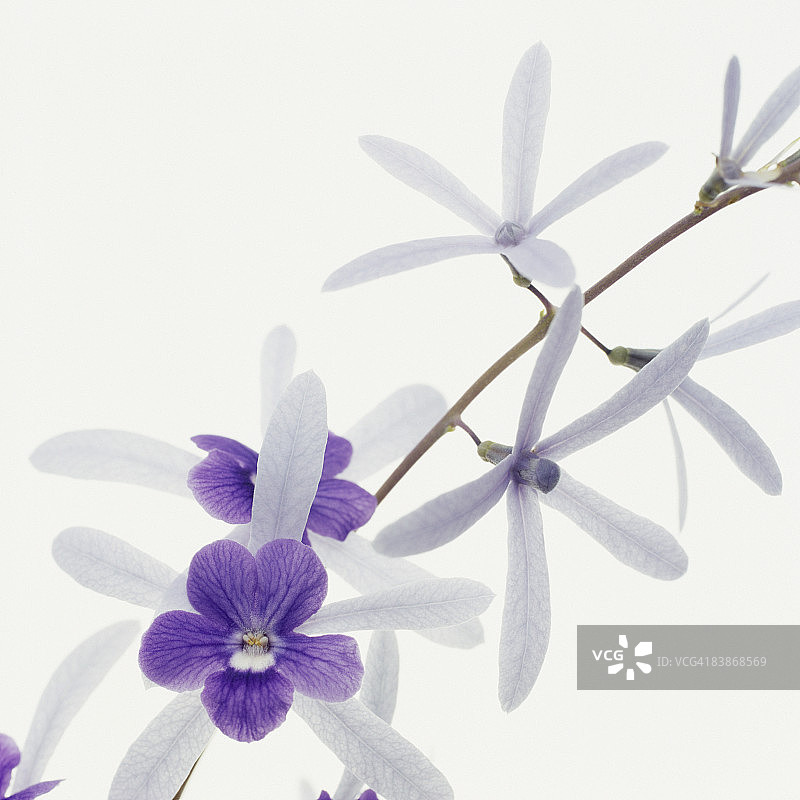 花朵影棚照片，白色背景图片素材