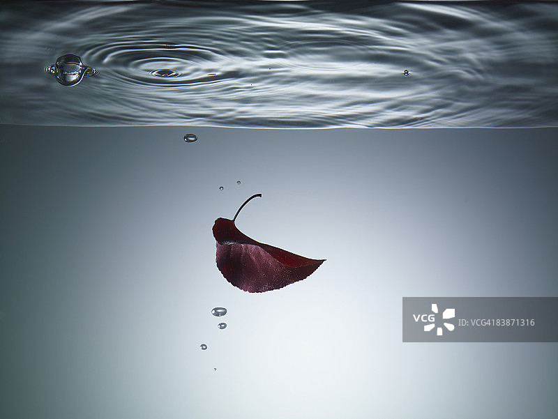 水中的红叶图片素材