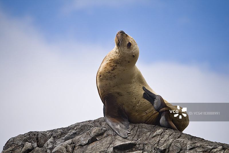 栖息在岩石上的海狮图片素材