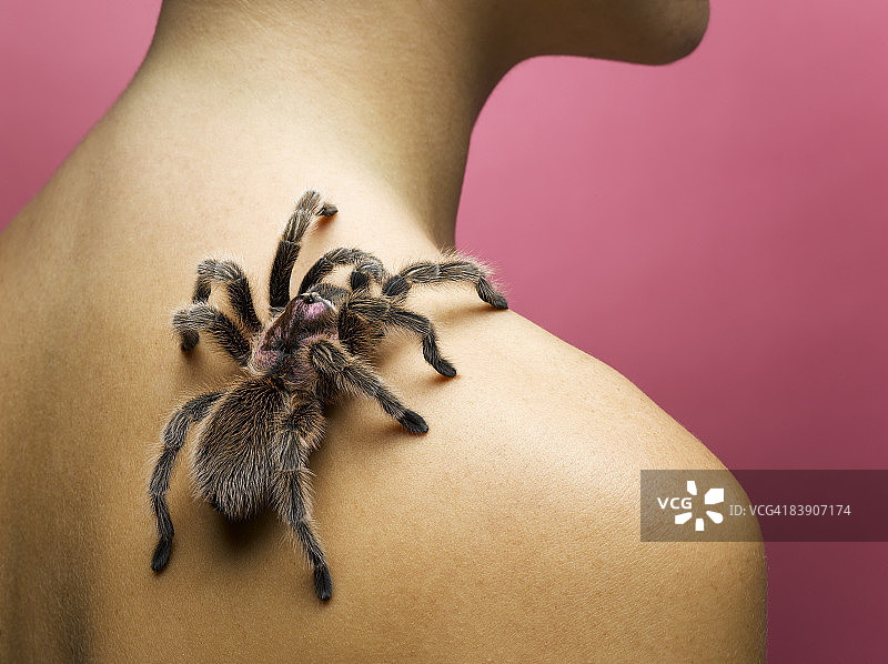 狼蛛爬在女人肩上图片素材