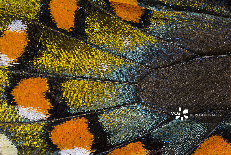 玉带凤蝶翅膀鳞片细节图片素材