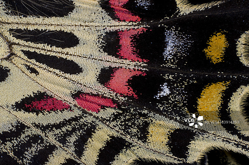 曼斯菲尔德凤蝶翅膀特写图片素材