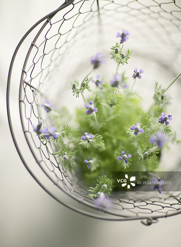 金属丝篮子里的花图片素材