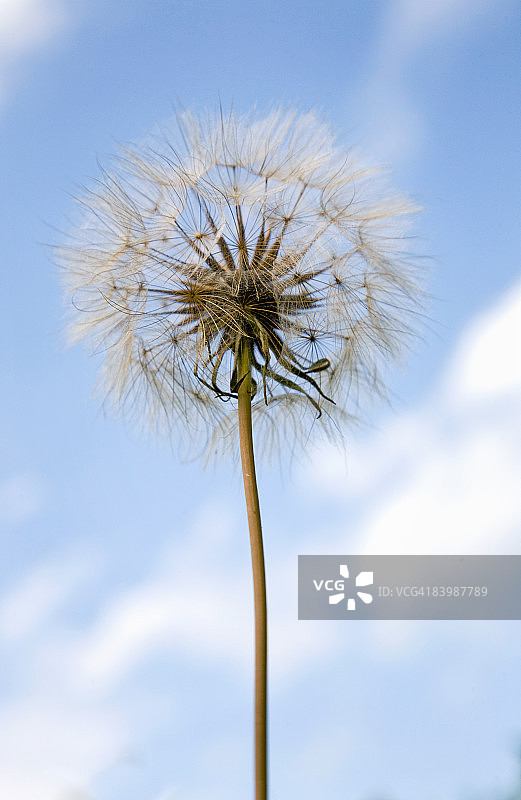 天空背景下的蒲公英图片素材
