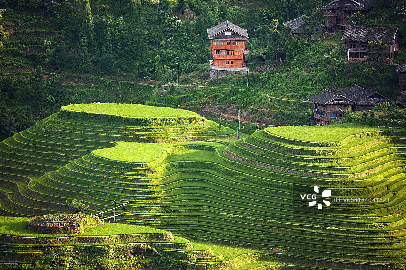 中国广西金坑梯田的稻田俯视图图片素材