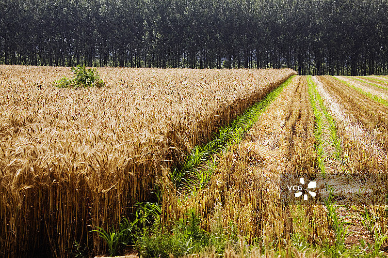 中国山东省麦田图片素材