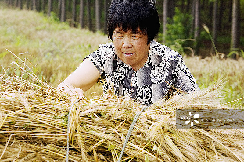 中国山东省 branch 沟，农民在地里收集成捆的麦秆图片素材