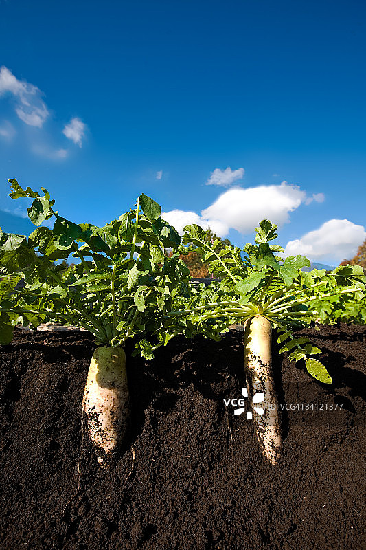 萝卜图片图片素材