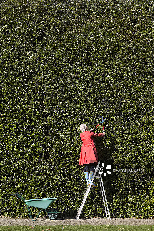 女人修剪大型绿篱图片素材