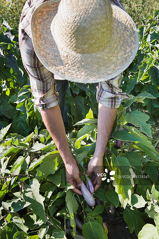 农场工人采摘有机茄子图片素材
