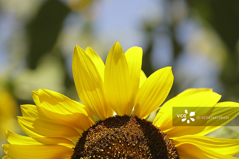 日本东京多摩市的向日葵特写图片素材