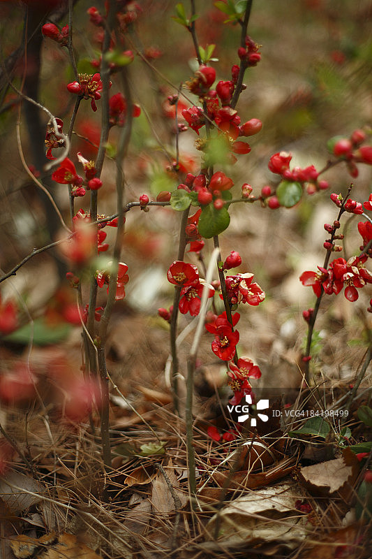 日本东京都多摩市：红色花卉植物特写图片素材