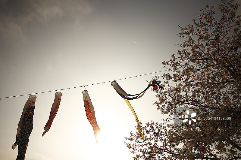 日本，东京都，调布市，鲤鱼旗在空中飘扬图片素材