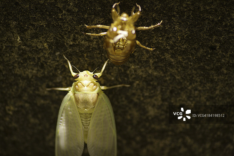 日本东京都市多摩市蝉与蝉蜕特写图片素材