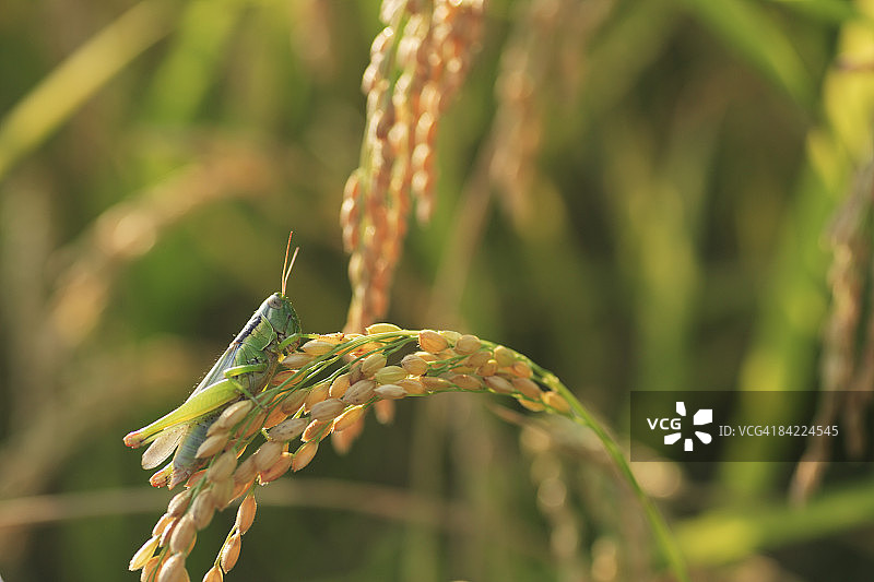 日本滋贺县绿色蚱蜢稻壳特写图片素材