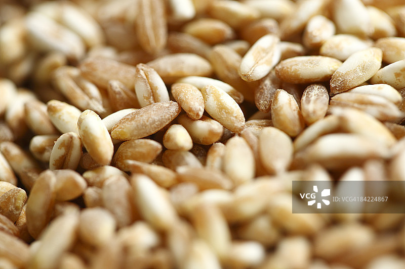 斯佩尔特小麦图片素材