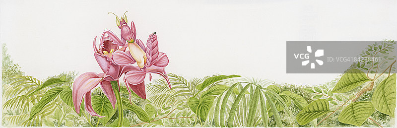 兰花上粉红兰花螳螂插画图片素材
