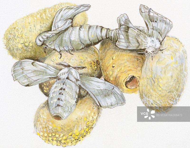 家蚕（Bombyx mori）从生丝茧中孵化插画图片素材