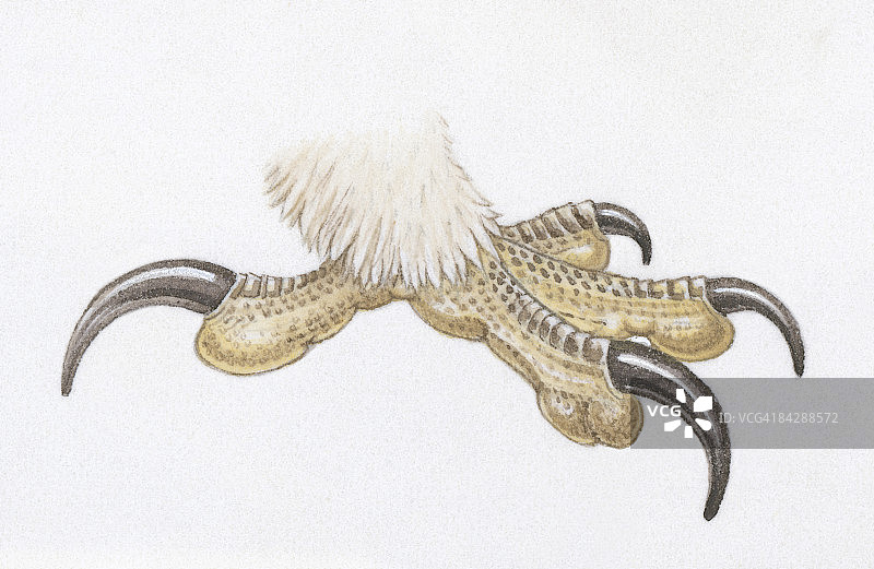 猛禽脚上锋利的爪子插图图片素材