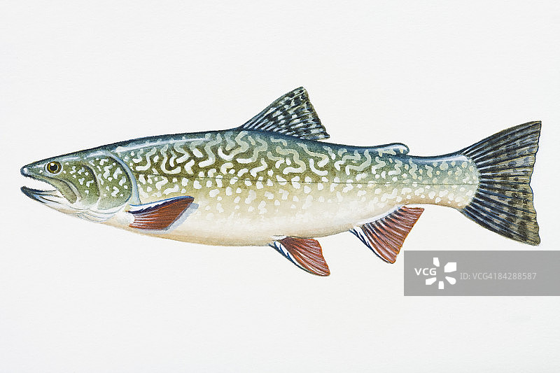 湖红点鲑（雌性湖鳟与雄性河鳟杂交）插图图片素材