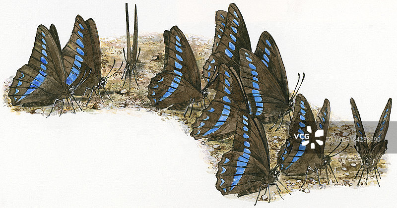 一群黑色和蓝色雄性海军上将蝴蝶（Vanessa）站在泥坑里插画图片素材
