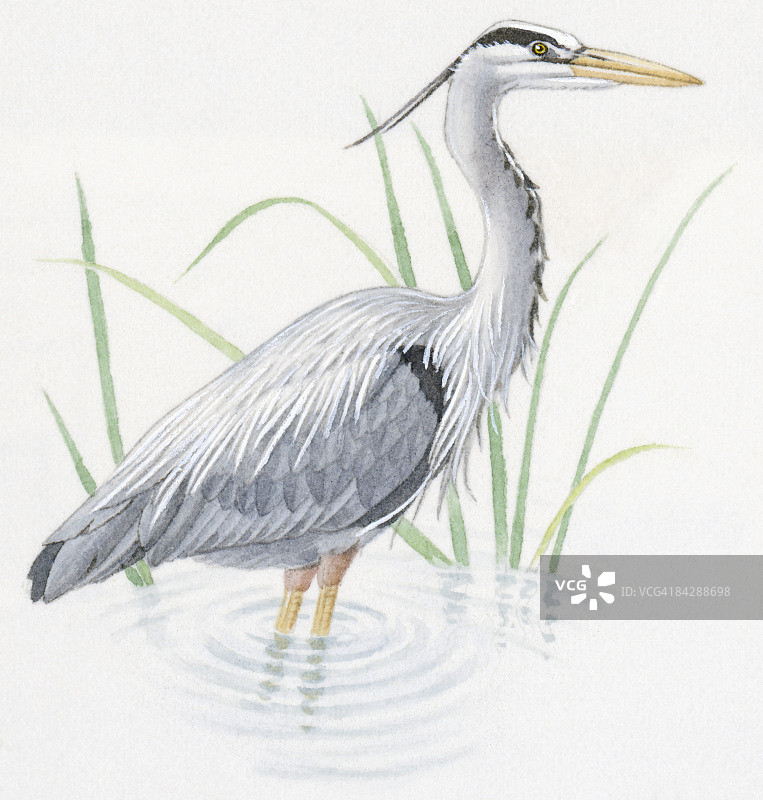 苍鹭水鸟插画图片素材