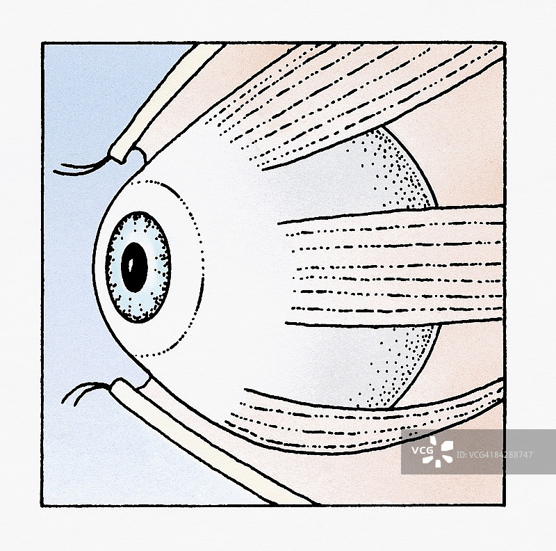 控制人类眼睛外直肌的外展神经插画图片素材