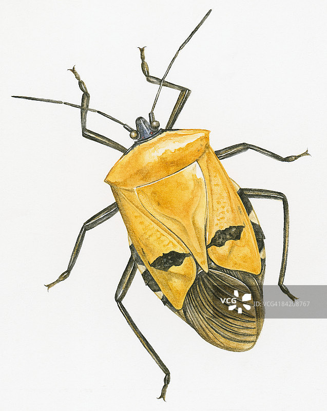 盾虫（Acanthosoma labiduroides）半翅目昆虫，又称椿象插图图片素材