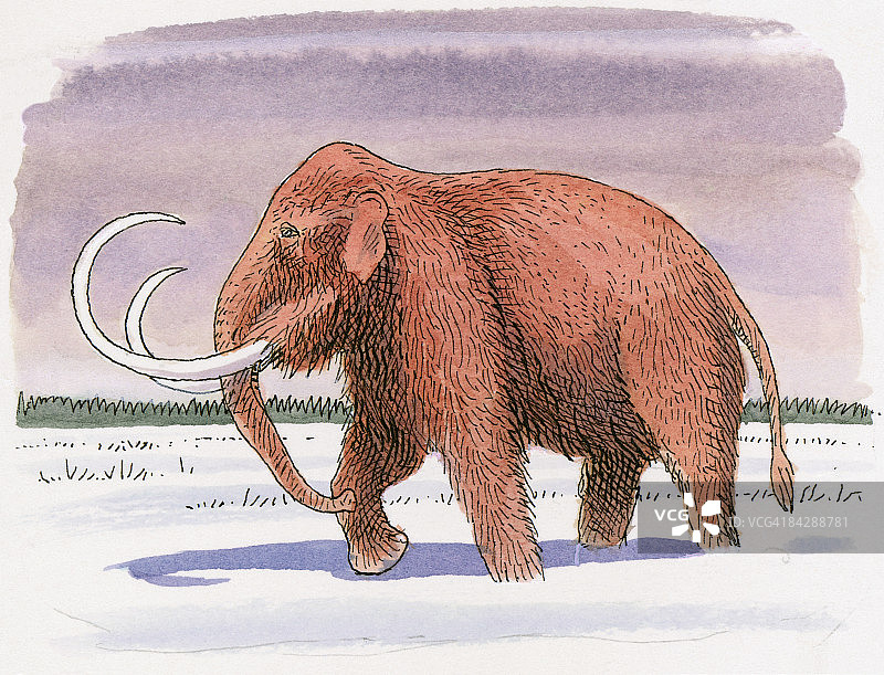 长毛猛犸象冰河时期雪地行走插画图片素材