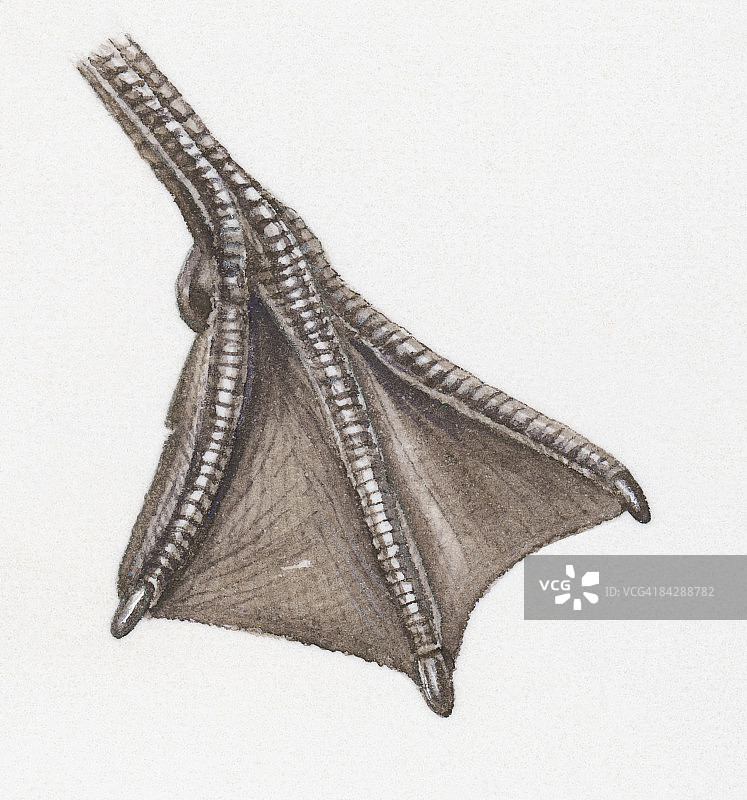 水鸟蹼足插画图片素材