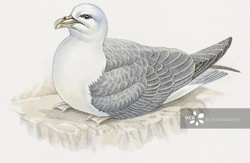 南极海燕（Fulmarus glacialoides）插画图片素材