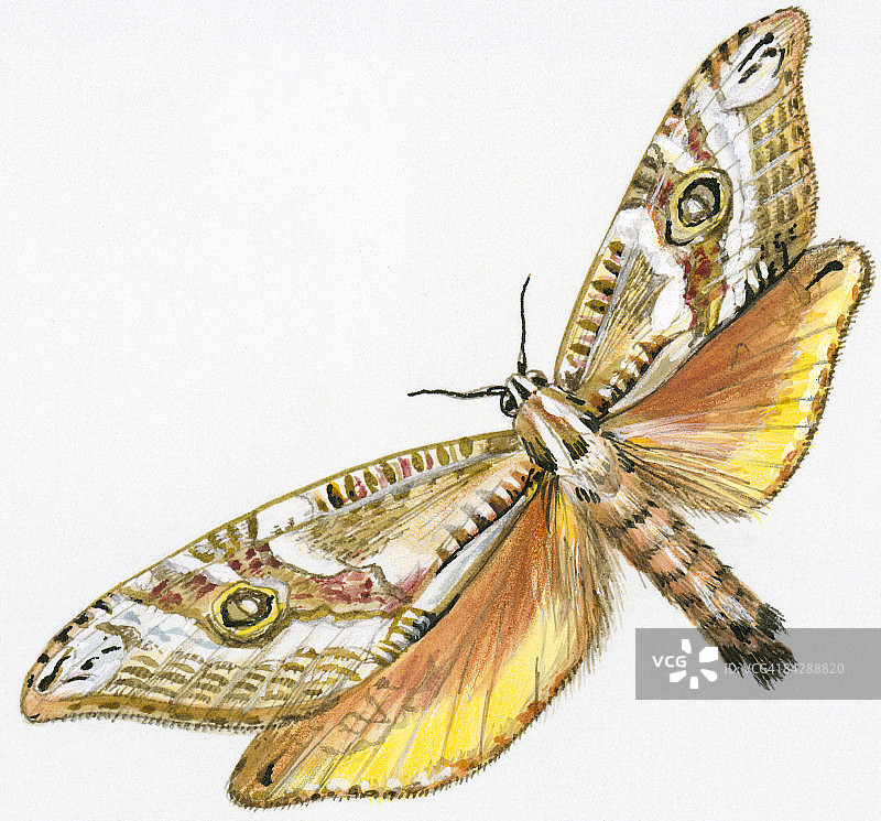 鬼蛾插画：显示出伪装的前翅和棕黄色后翅图片素材