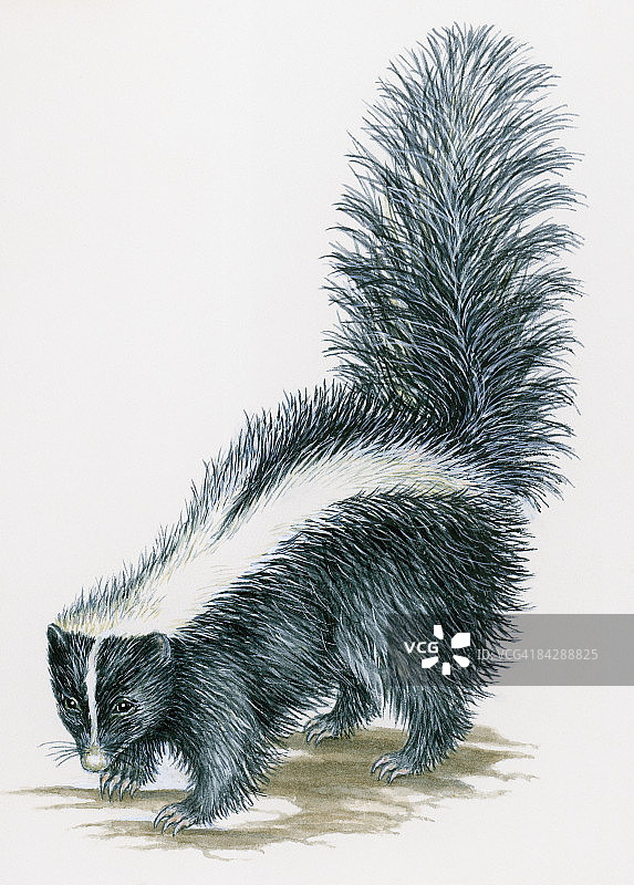 条纹臭鼬插画（身体为黑色，两侧有白色条纹）图片素材