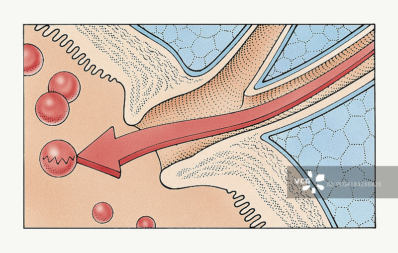 图示显示酶如何通过人胰腺导管流入小肠十二指肠，将肽分解成氨基酸图片素材