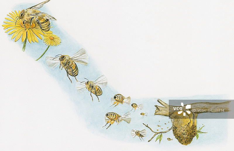 蜜蜂在花上采蜜及工蜂飞往蜂巢插画图片素材