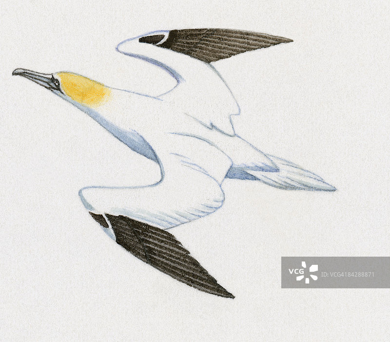 北方塘鹅飞行插图图片素材