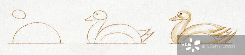 illustrating游泳鸭三个阶段的铅笔画图片素材