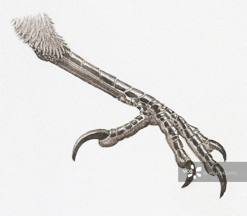 带锋利爪子的栖息脚插画图片素材