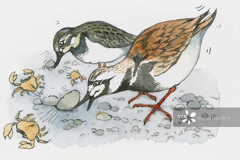 雄性和雌性翻石鹬在海滩石头下觅食螃蟹插画图片素材