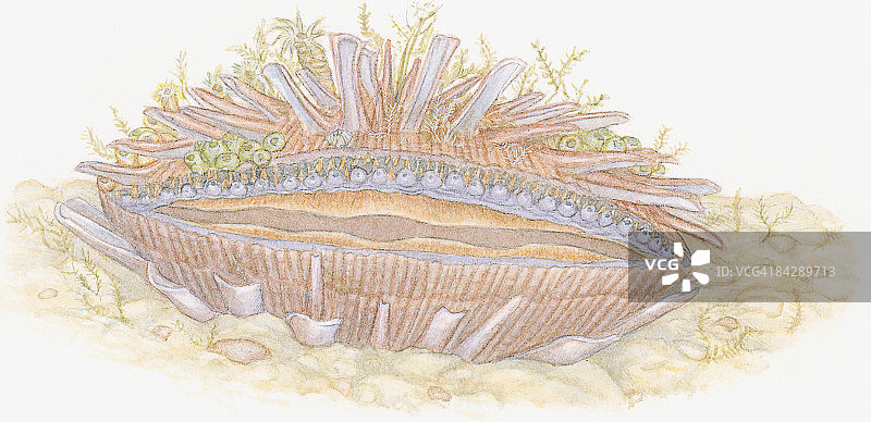 海扇贝与附着海洋生物插画图片素材